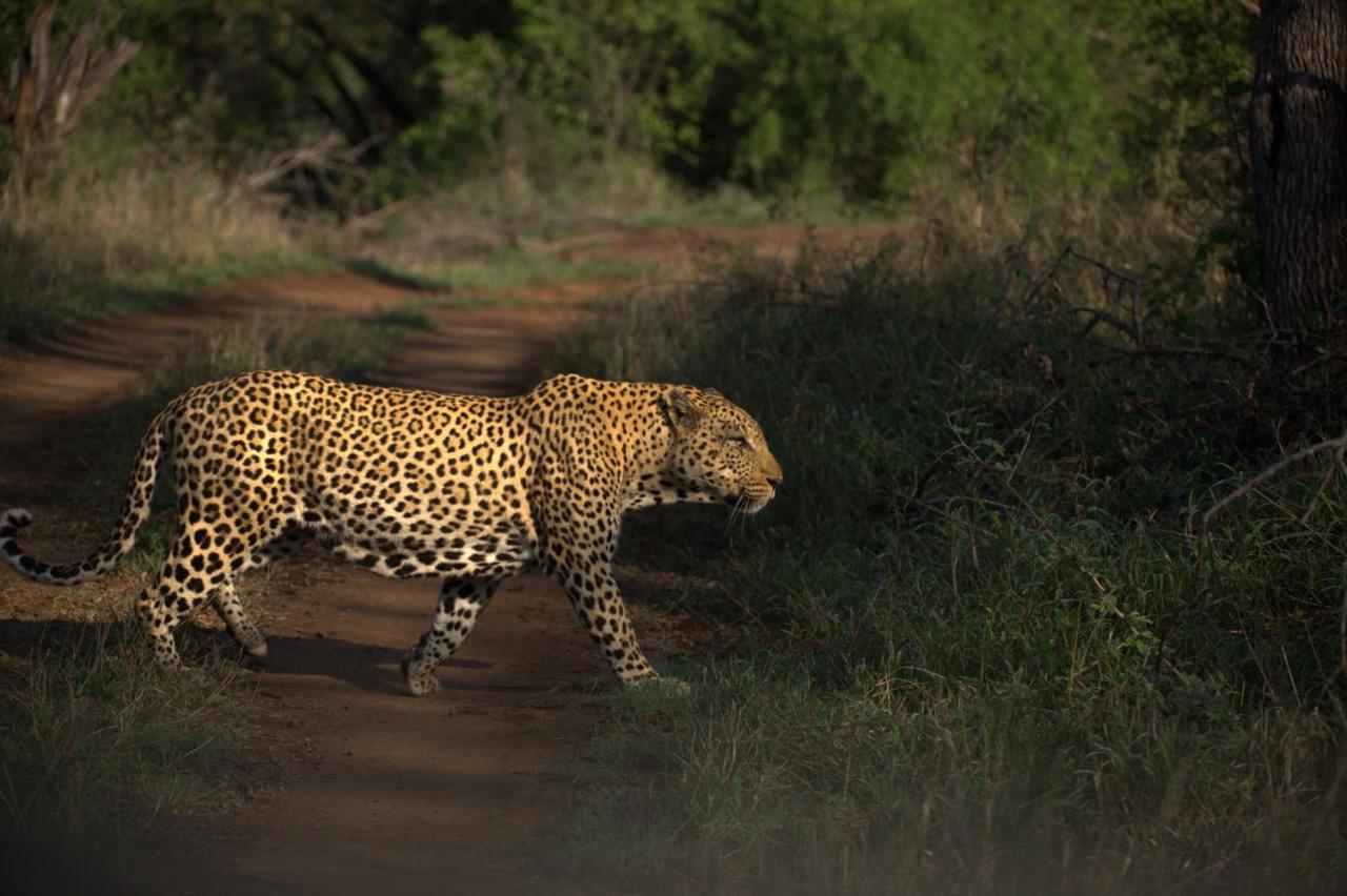 Karongwe Portfolio - Kuname Lodge Karongwe Game Reserve Eksteriør billede