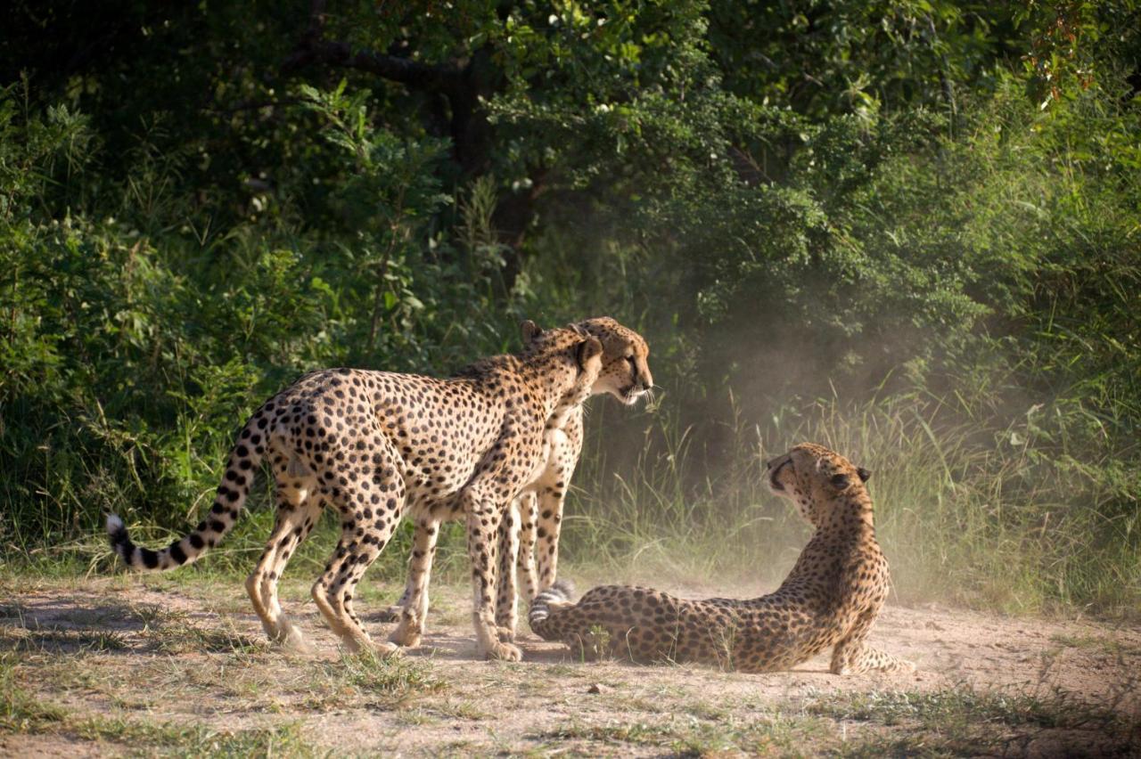 Karongwe Portfolio - Kuname Lodge Karongwe Game Reserve Eksteriør billede