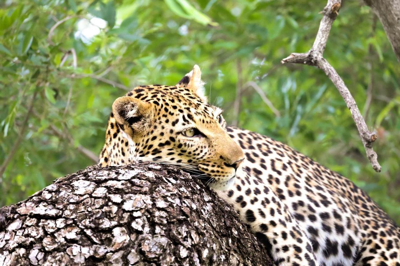 Karongwe Portfolio - Kuname Lodge Karongwe Game Reserve Eksteriør billede
