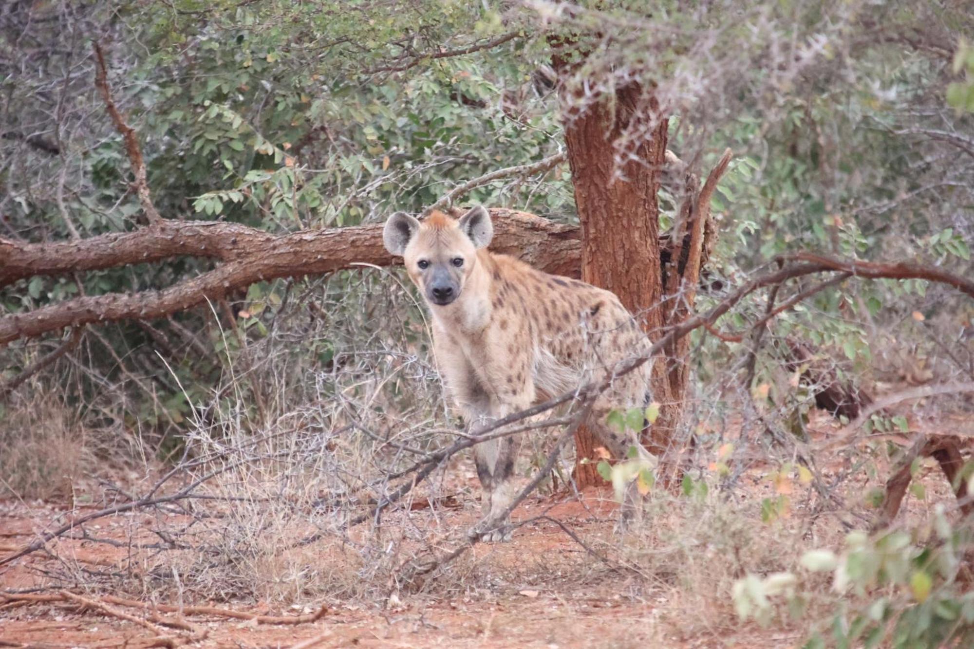 Karongwe Portfolio - Kuname Lodge Karongwe Game Reserve Eksteriør billede
